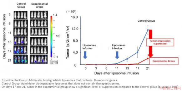 Verification of the effects of tumor-tropic liposomes on mice bearing T-cell...