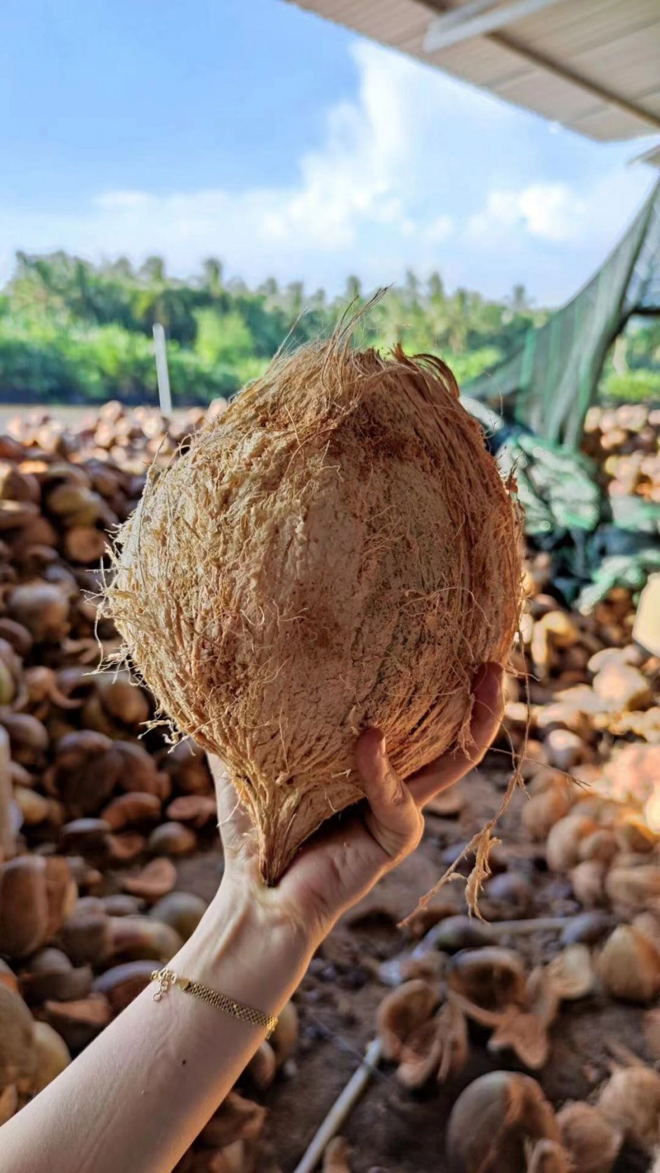 越南的老椰子
