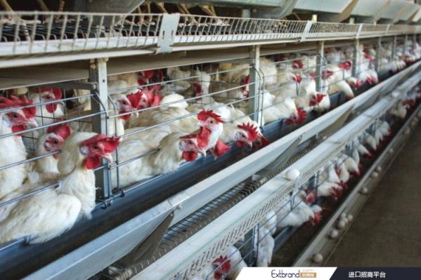 Scientists warn factory farming could give rise to the next pandemic / Pic: GettyImages-Henadzi Pachan 