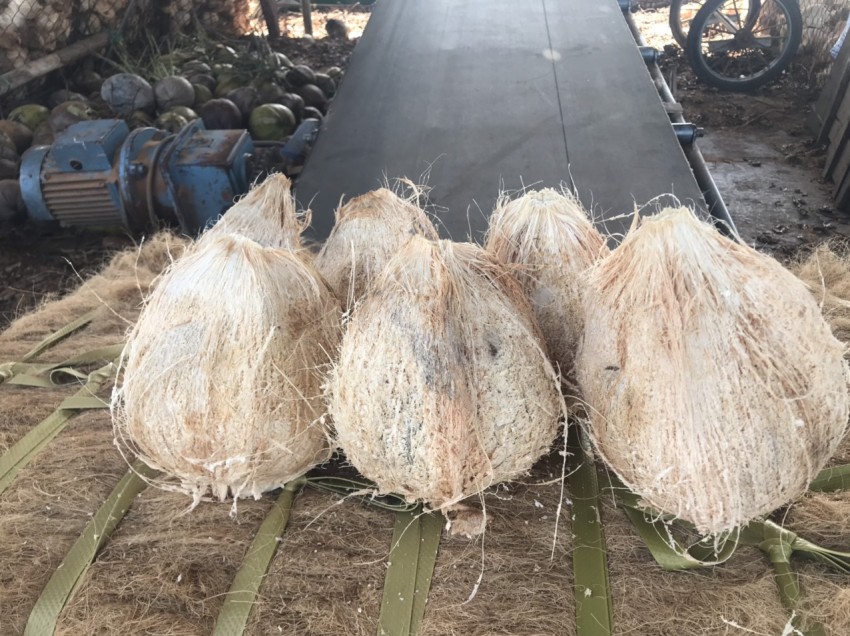 越南老椰子