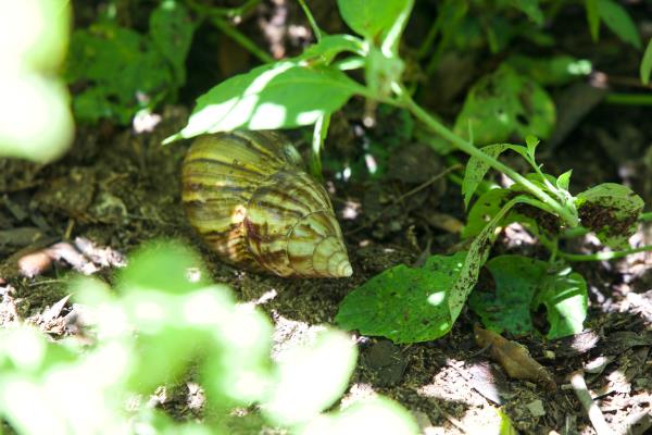 Giant African land snails invade Florida