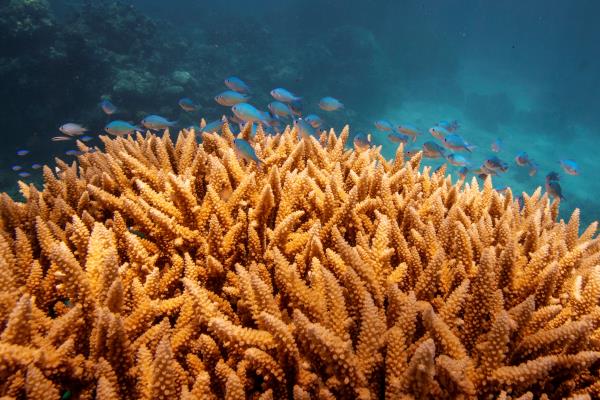 A school of fish swim above a staghorn (Acropora cervicornis) coral <sty1ey as it grows on the Great Barrier Reef off the coast of Cairns, Australia