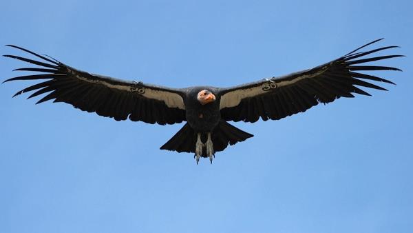 鱼类和野生动物管理局称，禽流感导致加州秃鹰死亡