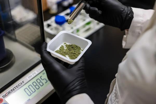 扩大医用大麻的使用范围