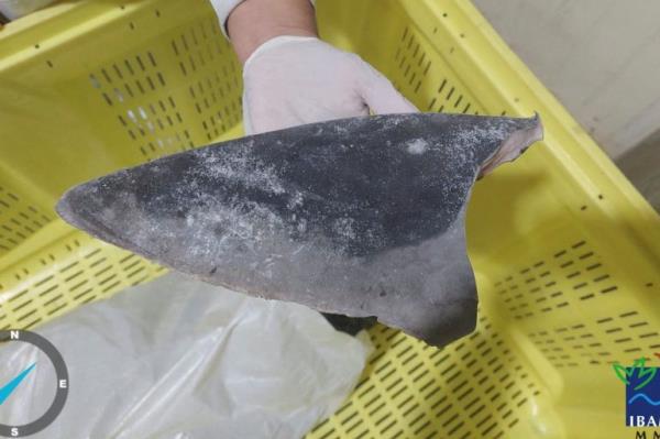 A Brazilian enforcement officer holds one of the co<em></em>nfiscated shark fins