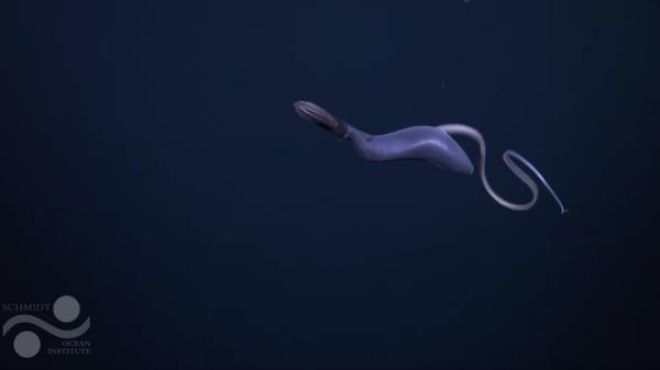 Scientists saw a mysterious deep sea animal, still misshapen from its last meal, swimming off the coast of Costa Rica, a first-of-its-kind video shows.