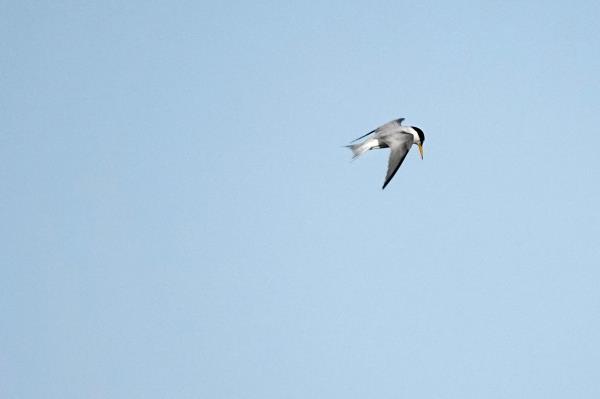 A tern flying.