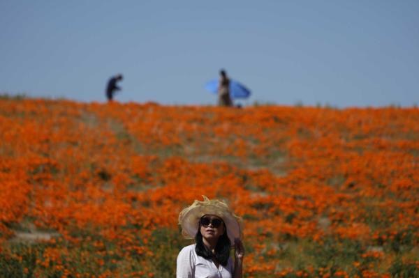 潮湿的冬天让位于美国西部五彩缤纷的“超级花开”