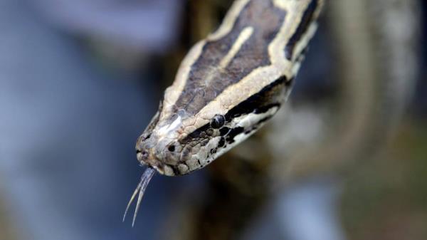 In this file photo, a Burmese python is displayed during a news co<em></em>nference in the Florida Everglades, wher<em></em>e the Florida Fish and Wildlife Commission announced a special season for hunters to capture and remove reptiles of co<em></em>ncern from state-managed lands around the Everglades Monday, Feb. 22, 2010.