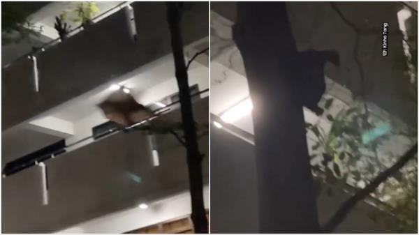 A dad and his kids saw a “lost” Sunda colugo gliding outside an apartment building near Bukit Batok Nature Park, rare video shows.