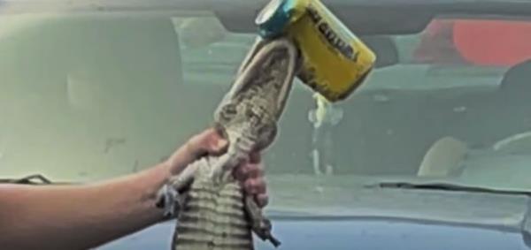teen roughly manhandling alligator while its jaw gripped a can of alcoholic ice tea