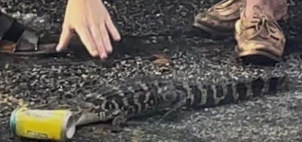 Alligator with can in front of its mouth