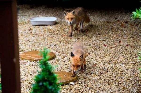 foxes outside home