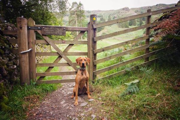 The Lake District is a great place to take your pooch (stock)