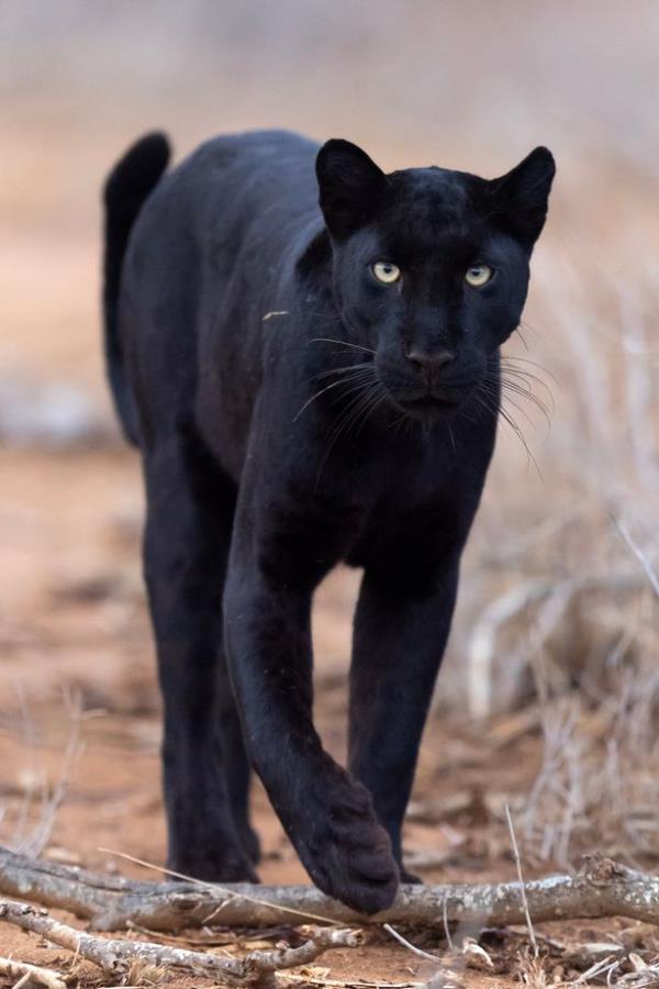 Mitcho<em></em>ndrial DNA analysis found the hair to be a 99% match to a big cat species