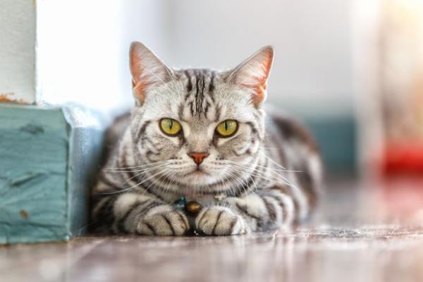 Cats are dying from catching bird flu (not this cat, thankfully)
