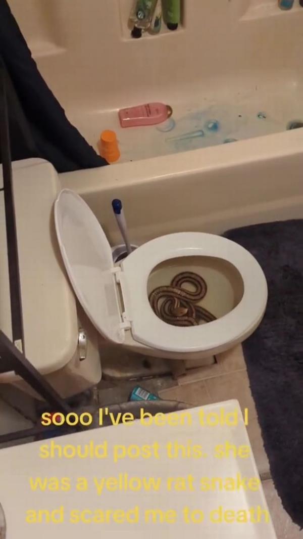 Christina freaked out when she got up and realised a snake in the toilet bowl