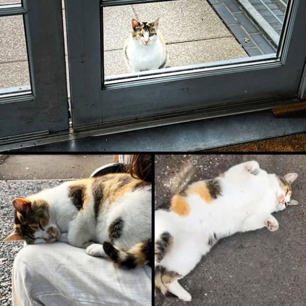 A stray cat was badly hurt after it was attacked by a seagull