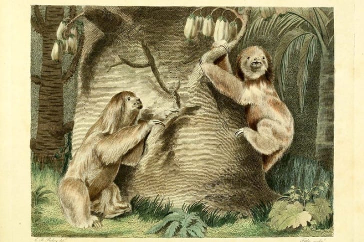 An early illustration of three-toed sloths.