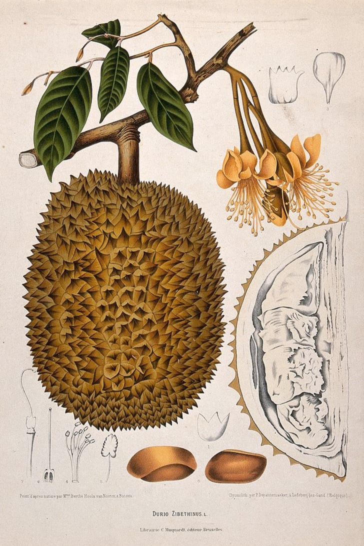 Botanical illustration of a durian fruit.