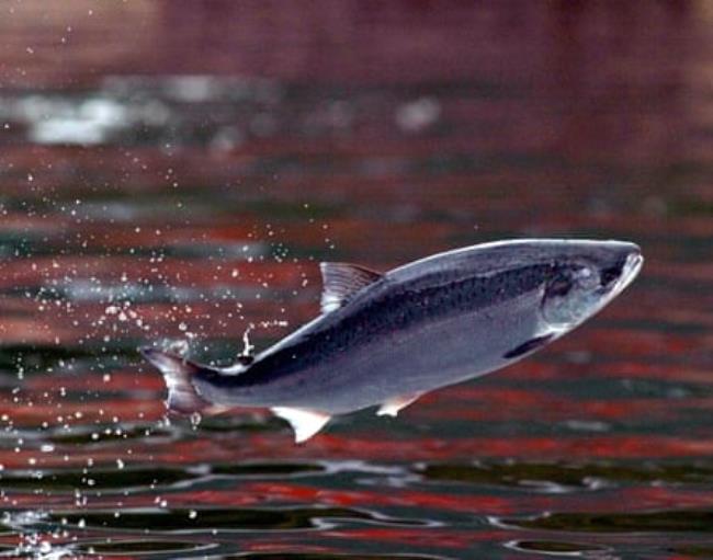 A salmon leaping out of the water