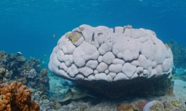 A turtle beneath a bleached boulder coral on the Great Barrier Reef