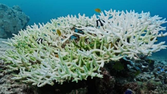 Bleached acropora coral and algal overgrowth a<em></em>bout 10 metres below the surface.