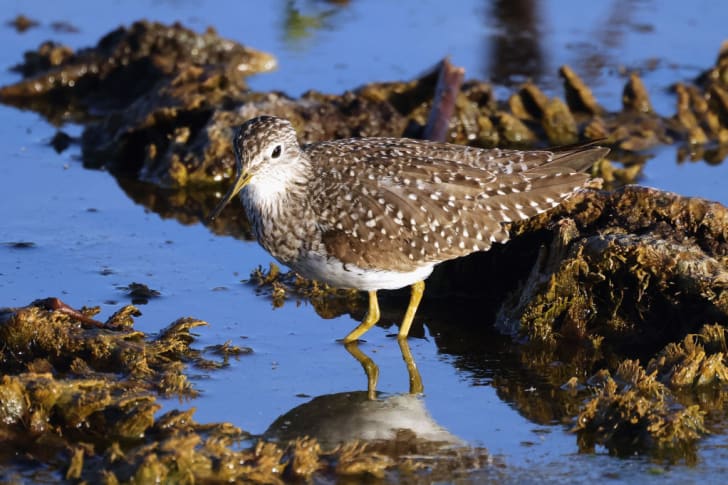 A solitary sanpiper is photographed at the Green Cay Nature Center and Wetlands in Boynton Beach, Florida. 