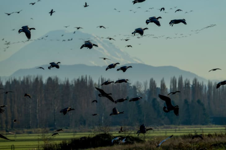 Cackling geese (Branta hutchinsii) flying over Washington