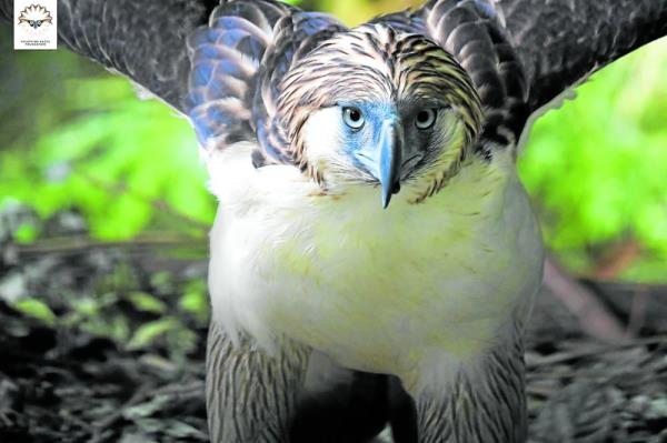 o<em></em>nly around 400 breeding pairs remain in their natural habitat
