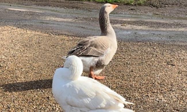 The goose and gander in the farmyard