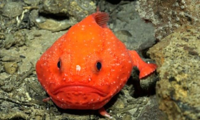 A Chaunax (member of the sea toad family) found to the south of Rapa Nui, near the western end of the Salas y Gómez ridge