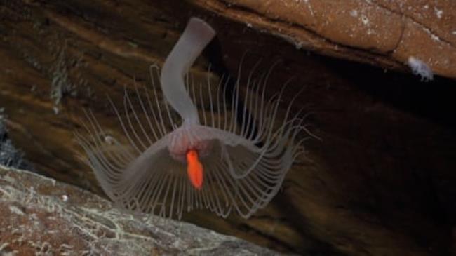 A hydroid recorded on the northern side of Rapa Nui