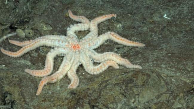 A Coro<em></em>naster starfish on the south-western flank of Rapa Nui