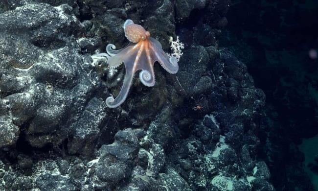 龙，海蟾蜍和在南美洲海底山峰上发现的最长的生物