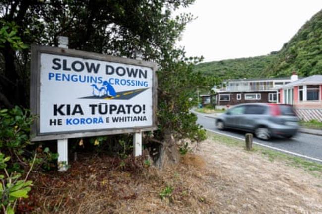 A penguin warning sign on the Miramar peninsula, Wellington.