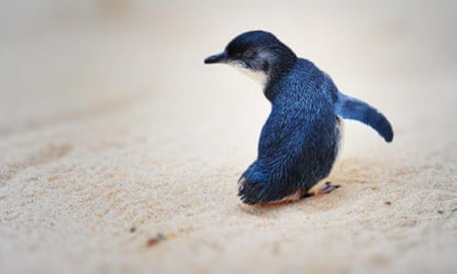 The kororā, or little penguin, is the world’s smallest at just 25cm (10in) tall and weighing a<em></em>bout 1kg (2.2lb): a <sty1ey live under Danae Mossman’s house.