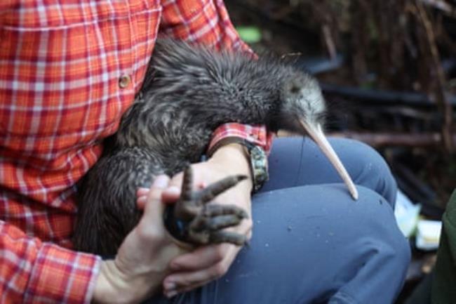 A member of the Capital Kiwi Project team holding a male kiwi after changing a transmitter on the bird’s leg before rerelease on Tawa Hill, Terawhiti Station, Wellington.