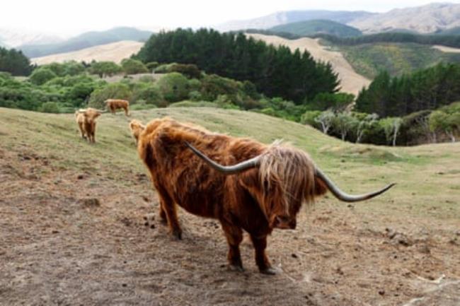 Highland cattle on the farm of Jack and Jill Fenaughty