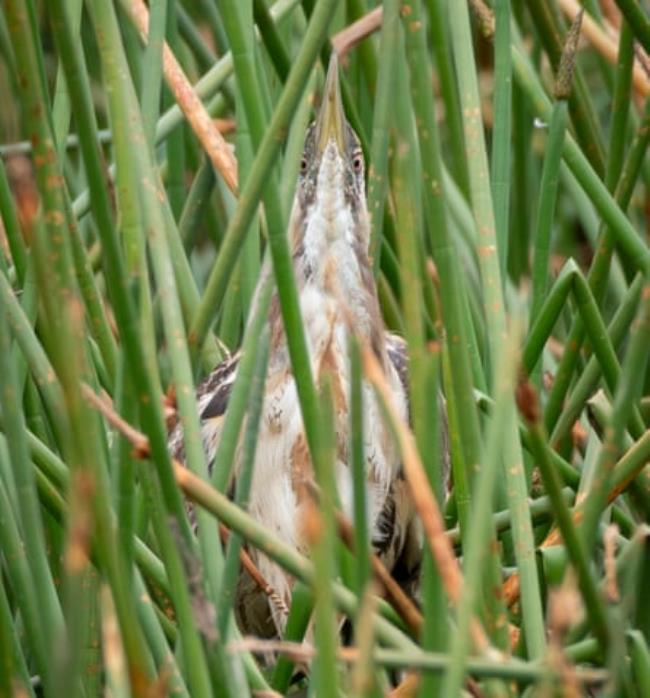 bird hiding in reeds
