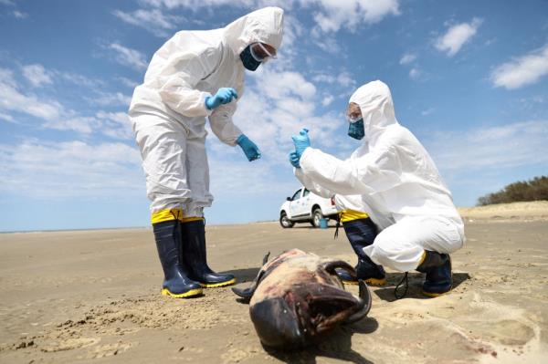 A team from the Laboratory of Ecology and Co<em></em>nservation of Marine Megafauna at the Federal University of Rio Grande (ECOMEGA) collects organic material from a dead porpoise on the coast of the Atlantic Ocean, during an outbreak of Bird Flu.