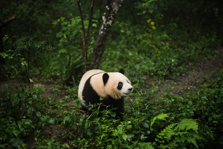 A panda in a forest.