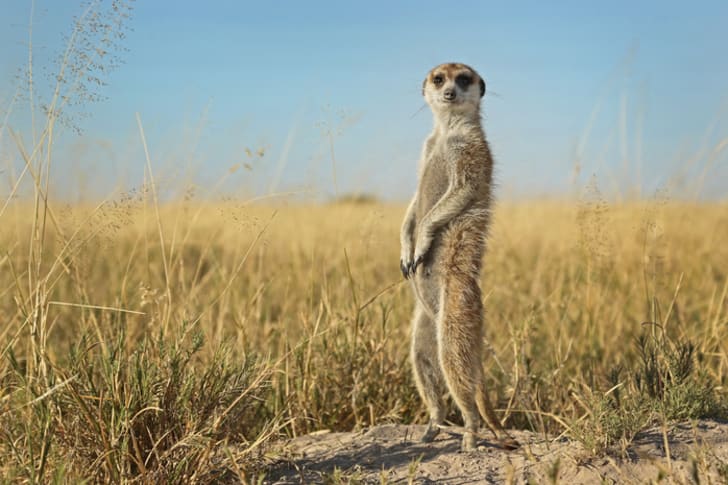A meerkat on the lookout.