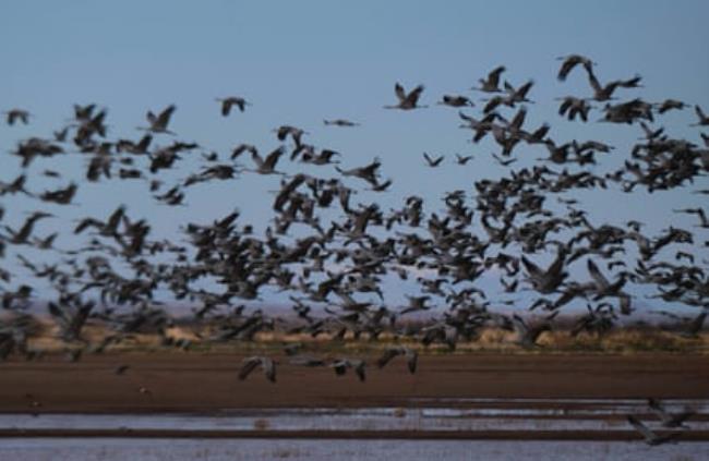 Every year in November around 30,000 Sandhill Cranes begin their annual migration from the North Platte River in Nebraska to Southern Arizona.
