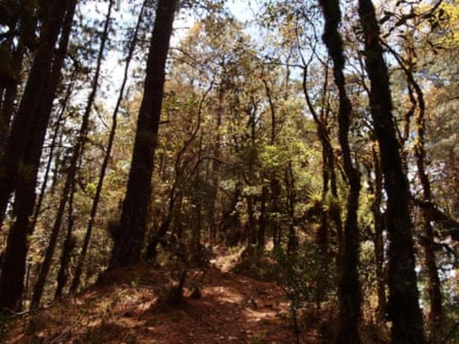 Community-managed pine-oak forests at the in the Sierra Madre de Oaxaca, southern Mexico