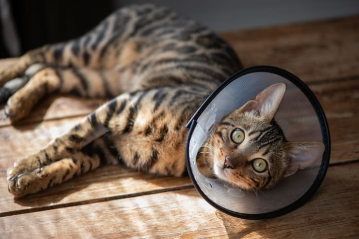 photo of a bengal cat wearing a cone around its head