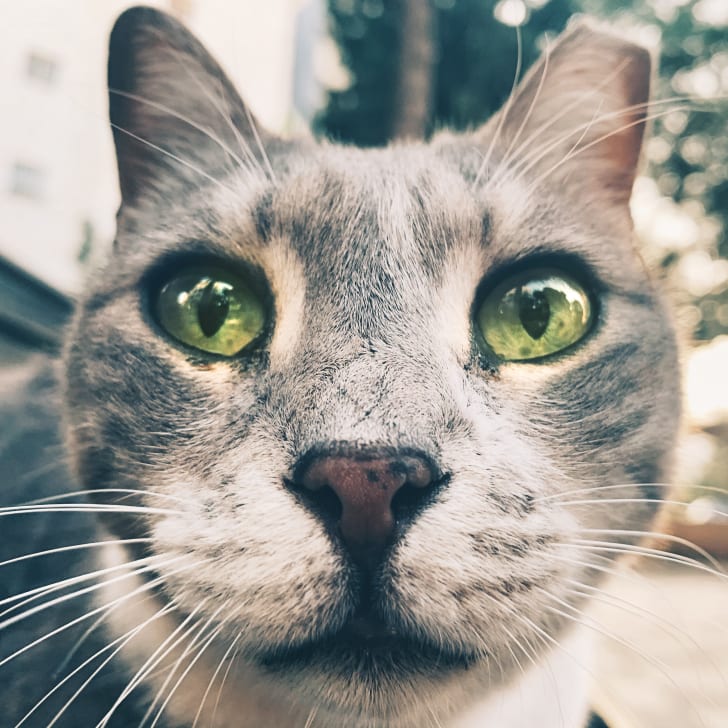 photo of a gray feral cat with green eyes