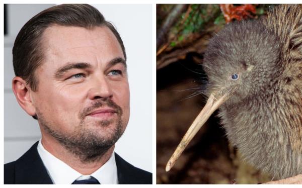 Leo<em></em>nardo DiCaprio praised The Capital Kiwi Project, which traps predators and releases kiwi in a large block of land in the Wellington region.