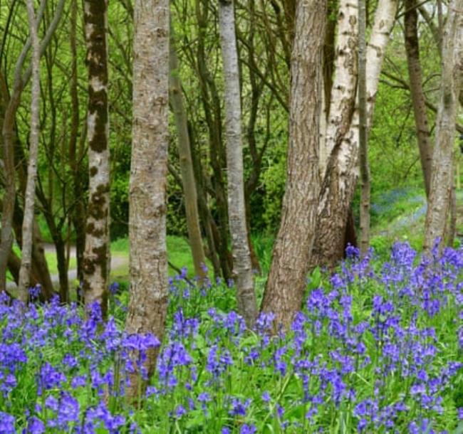 Bluebells in flower beside the Ystwyth trail.