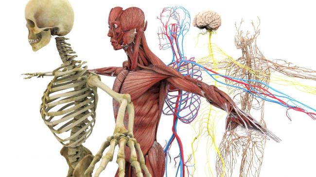 33-amazing-facts-a<em></em>bout-the-body-system